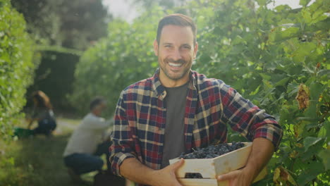 man harvesting grapes in vineyard