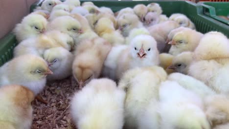 little chickens baby chicken in poultry farm little chickens lots of little chicks in the box on farm farms 4 to the video
