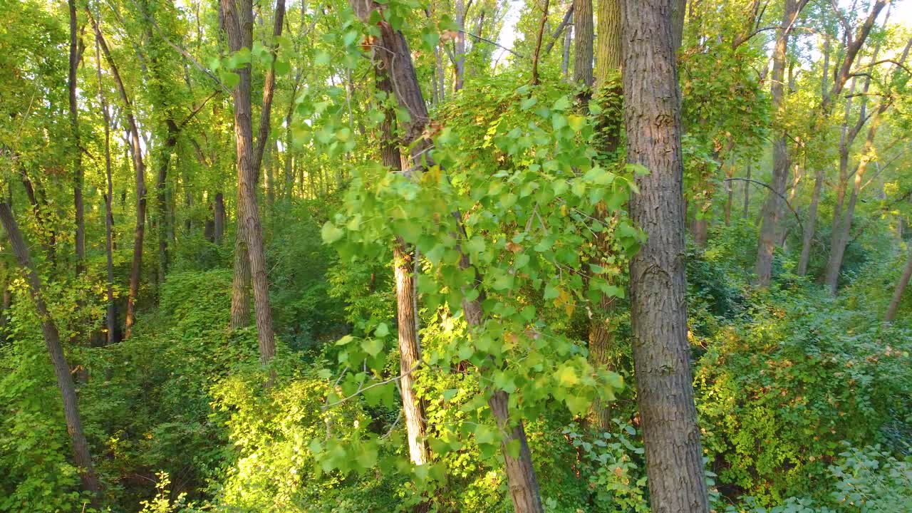 Flying thru lush green forest with beautiful sunlight at Montréal, Canada.