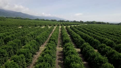 Lento-Deslizamiento-Aéreo-A-Través-De-Una-Gran-Plantación-De-Naranjos