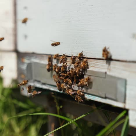 Bee activity at the entrance of the hive. Many bees carrying pollen and honey into the beehive. Bees flying into a wooden hive. Close-up