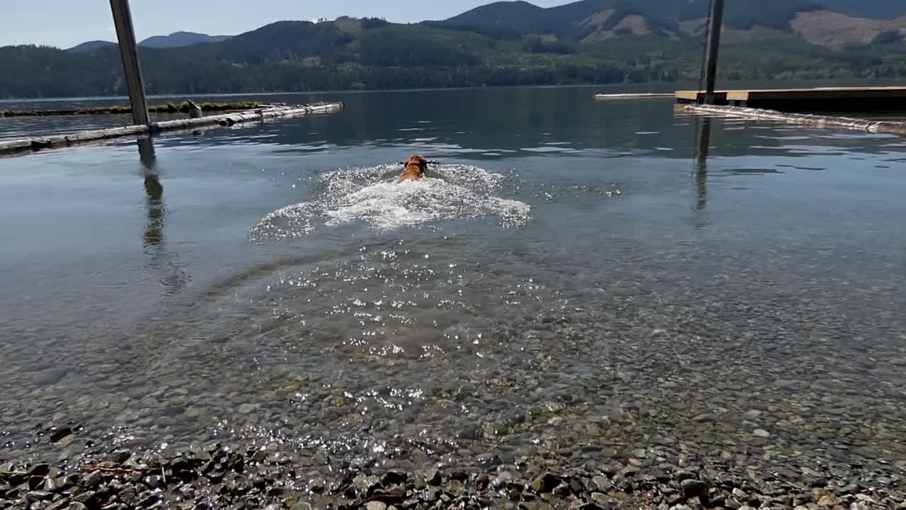 푸른 하늘을 슬로우 모션으로 아름다운 호수에서 막대기를 쫓는 개