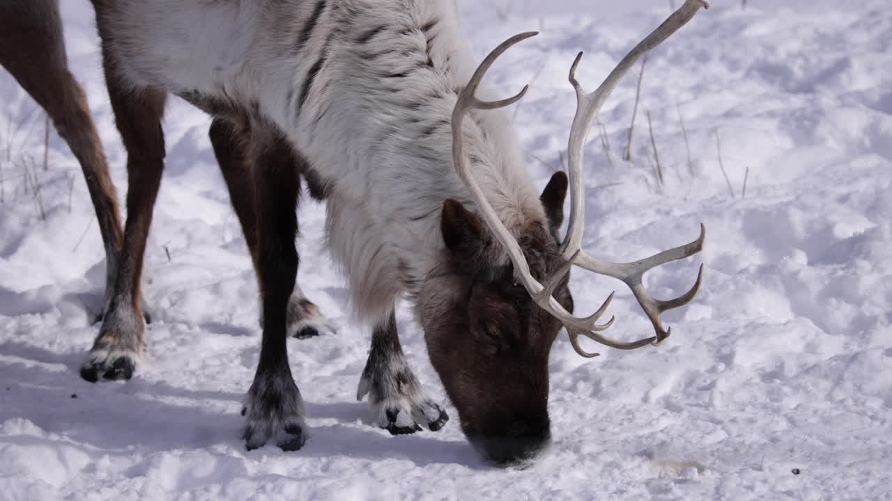 reindeer foraging for food in snow nibbling at anything it can find