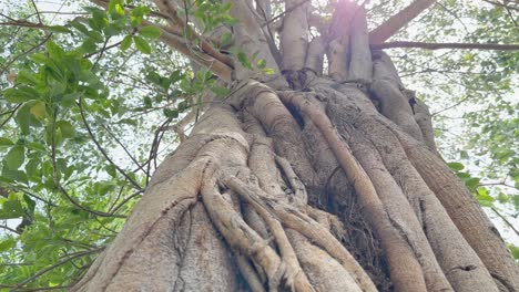 crane or jib up shot of a old tree, low angle shot of a tree