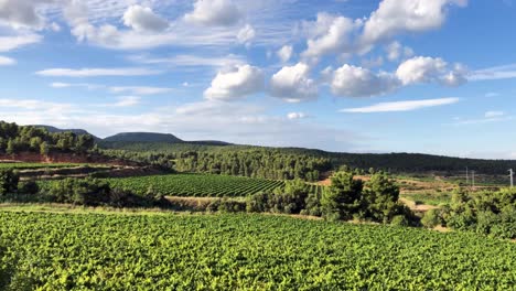 timelapse panorámico de un viñedo en penedes, españa durante un día soleado