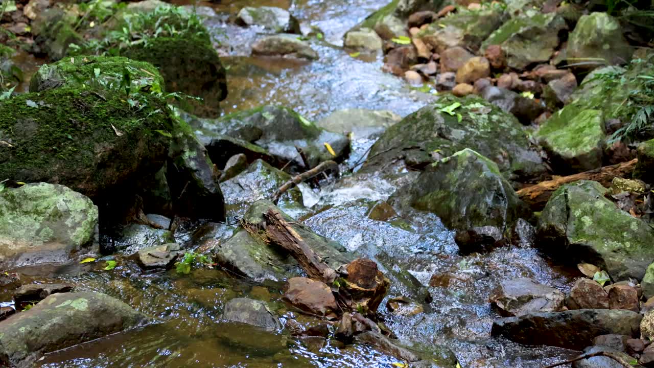 En lavvandet bæk strømmer over mosbegroede sten og småsten i et frodigt skovmiljø, filmet med stabilt kamera og naturligt dagslys.