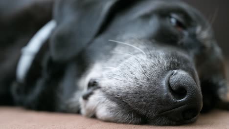 una vista de cerca de la nariz de un perro negro mayor mientras duerme en el suelo en casa