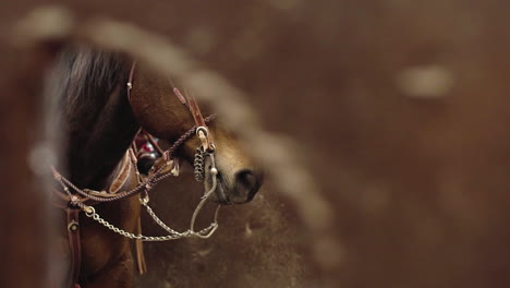 Impresionante-Caballo-En-Brida-A-Través-Del-Arco