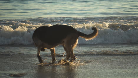 Deutscher-Schäferhund-Schüttelt-Bei-Sonnenuntergang-Am-Strand-Wasser-Ab