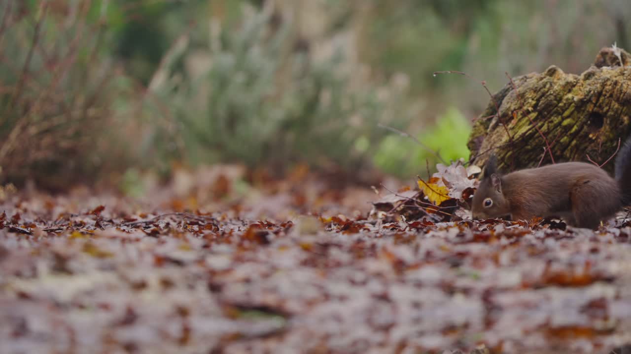 Red squirrel moves through mossy ground, tail flowing and paws steady in slow motion