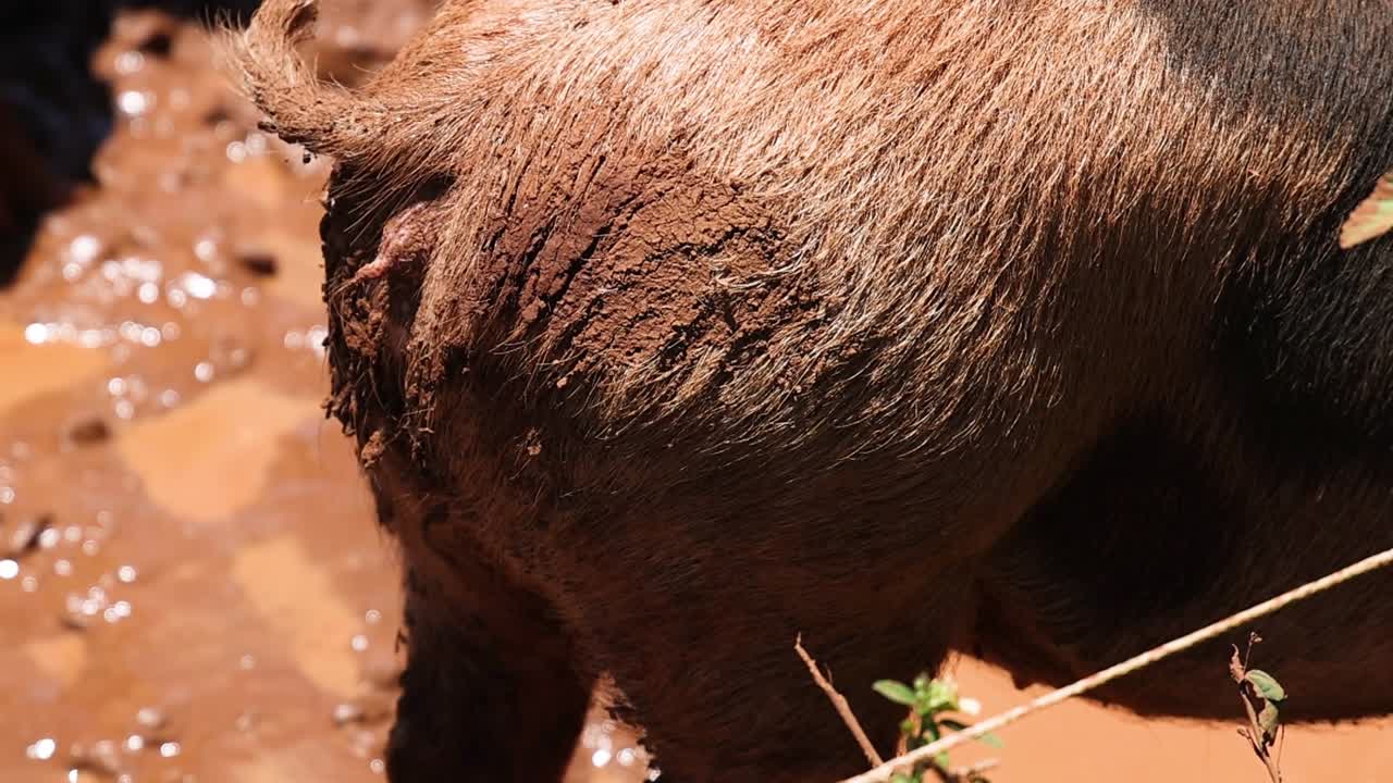 A detailed view of a pig's muddy back and tail in a wet environment.