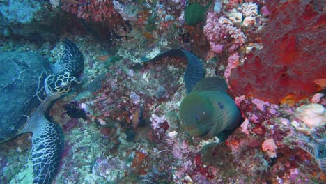 Video-De-Una-Tortuga-Y-Una-Anguila-Murray-Gigante-Pasando-El-Rato-Juntas-En-El-Agua-En-Un-Arrecife-De-Coral