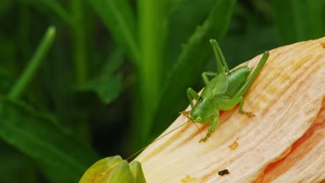 Common-Green-Grasshopper-Resting-On-A-Flower-In-The-Field---macro-shot