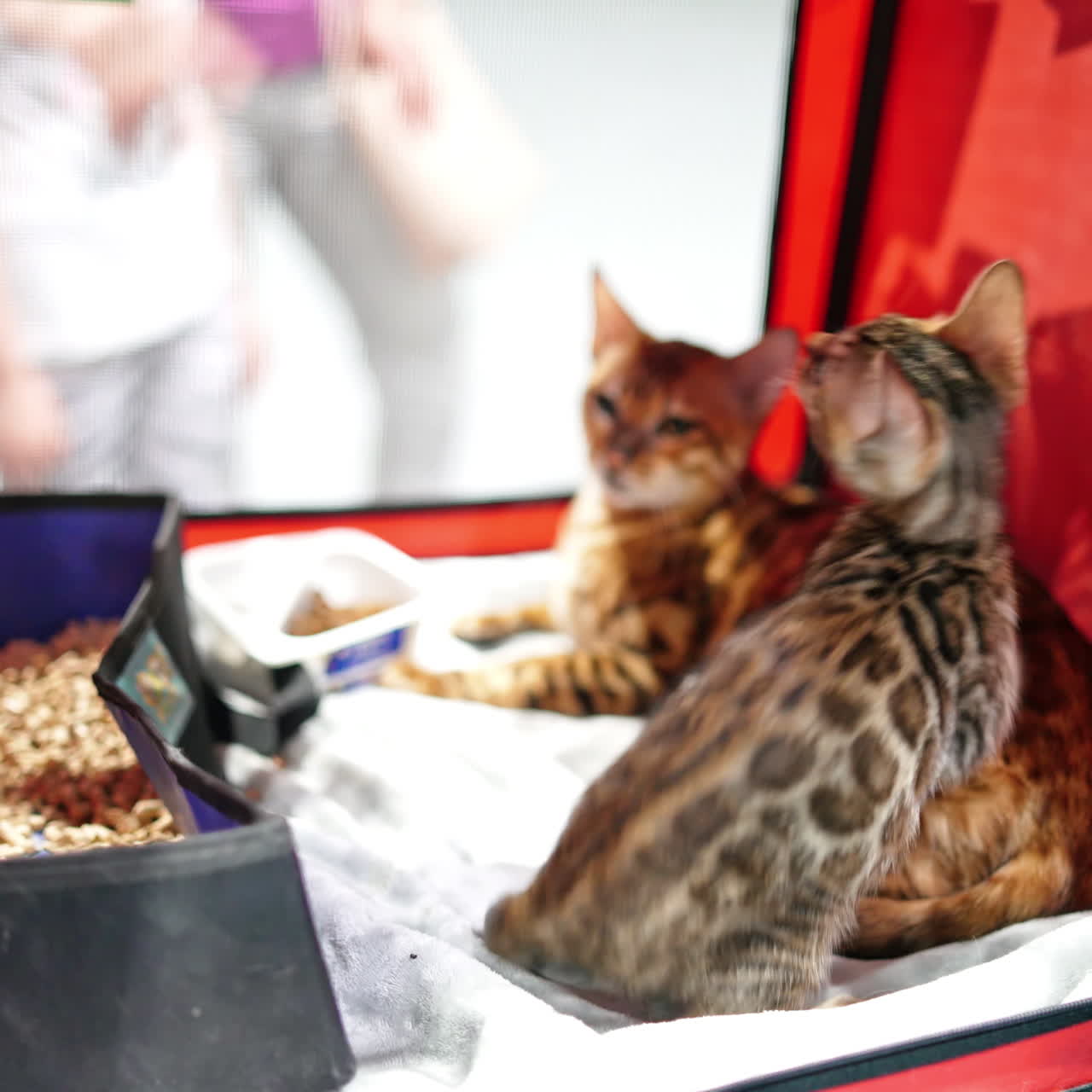 A Bengal kitten at a cat show plays with a toy from inside his cage.