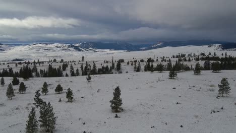 Green-pine-trees-standing-on-the-ground-which-is-covered-by-white-snow-with-the-rocky-mountains-in-the-background-on-a-cloudy-day