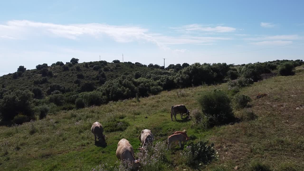 imágenes aéreas de drones de vacas camperas pastando en una ladera en el campo rural en un día de primavera