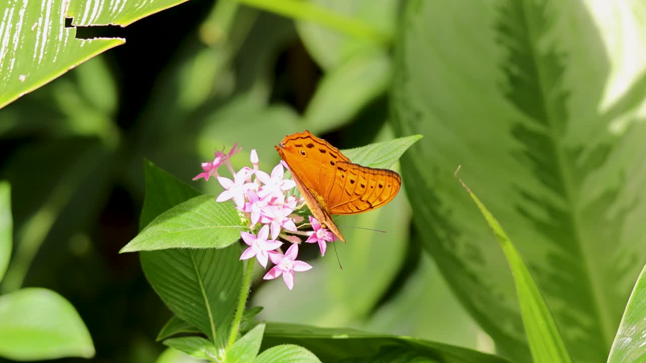 A vibrant butterfly flutters among lush greenery, feeding on pink flowers in the sunlit Daintree Rainforest