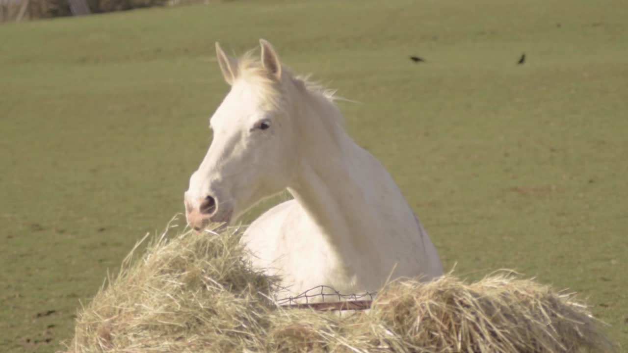 caballo blanco pastando heno en un campo