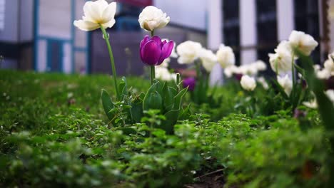 hermosa toma de tulipanes dentro de un jardín en una ciudad en primavera