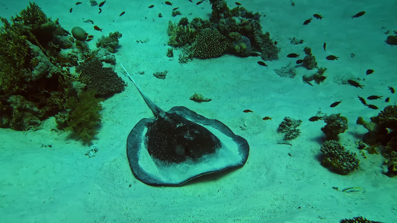 Stingray Camouflaged Against The Sandy Bottom. Underwater