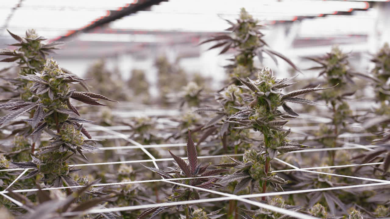 캘리포니아의 실내에서 자라는 유기농 대마초  ⁇ 어리 위를 돌고 있습니다.