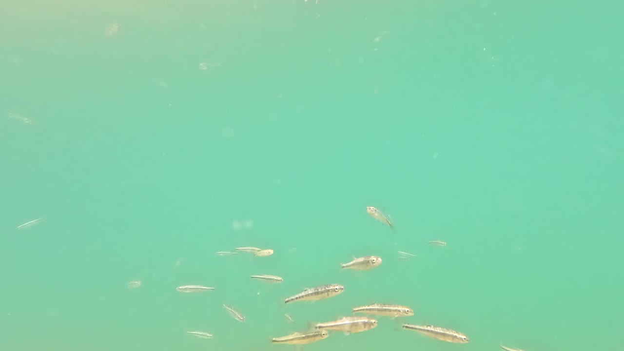 School of European Minnows Swimming in Clear Alpine Waters of Italy, Captured Underwater in Pristine Mountain Environment