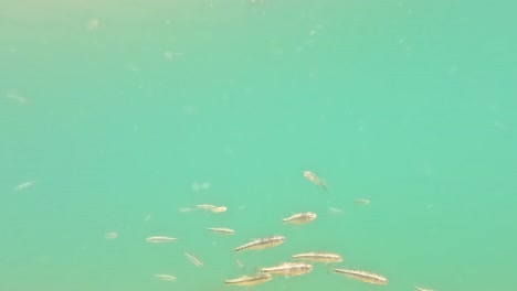 school of european minnows swimming in clear alpine waters of italy, captured underwater in pristine mountain environment