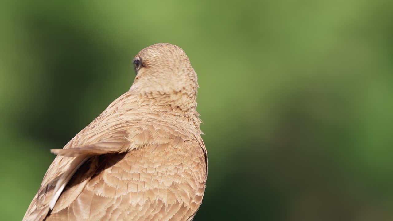 foto de perfil de un chimango caracara solo, milvago chimango visto en la naturaleza, encaramado en la orilla del río esperando a su presa, lanzar y volar contra el fondo verde y borroso del bosque
