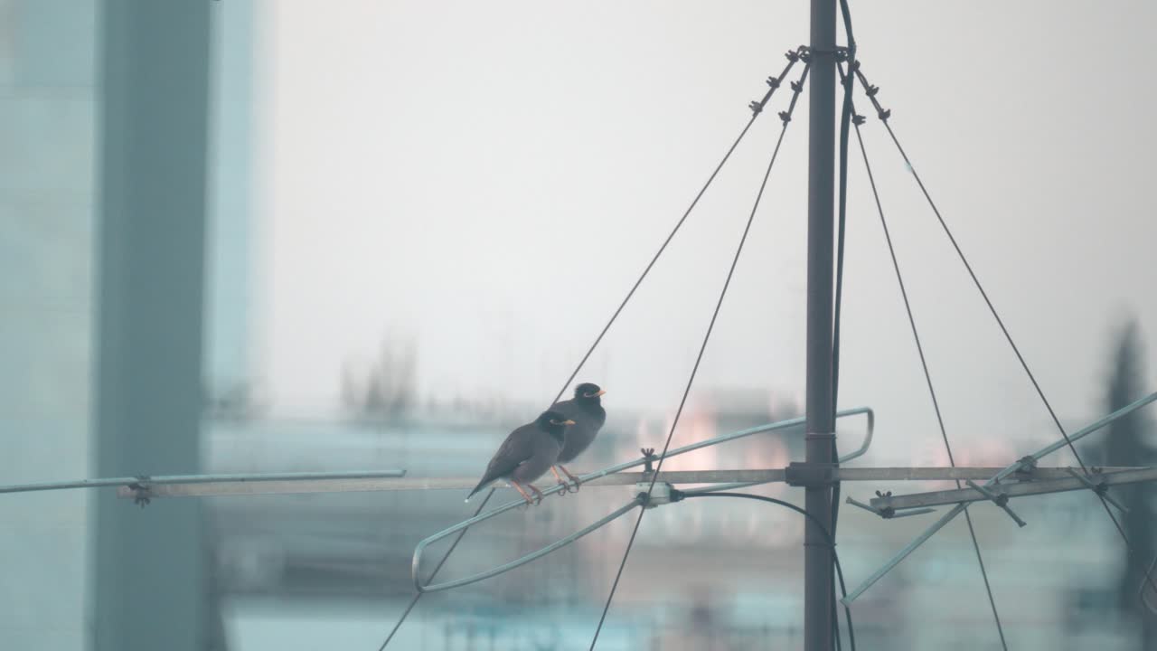 un primer plano de dos pájaros sentados en una torre de antena limpiándose a sí mismos, tel aviv israel, lente tele zoom, video sony 4k