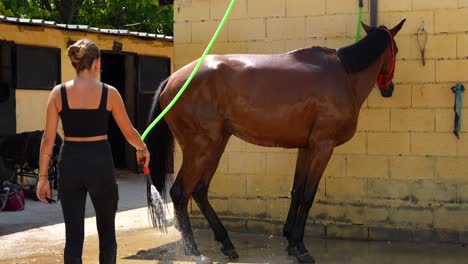 woman pauses with the hose waiting for the horse to move into place to resume bathing