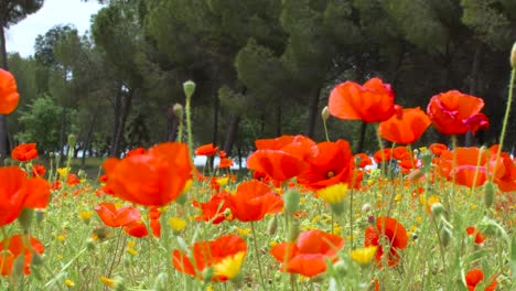 vista de amapolas cercanas iluminadas por el sol moviéndose en el viento