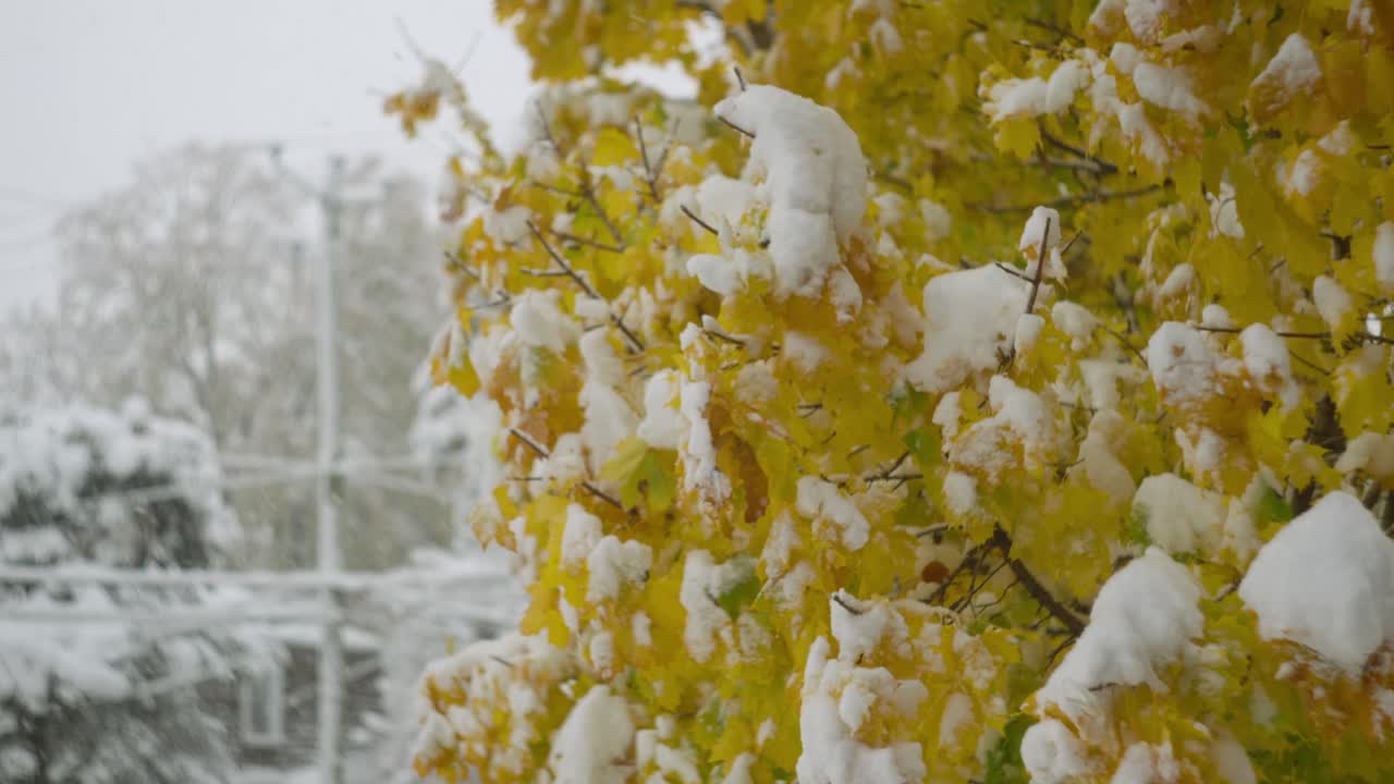 Foglie gialle degli alberi coperte di neve durante una nevicata invernale. - primo piano