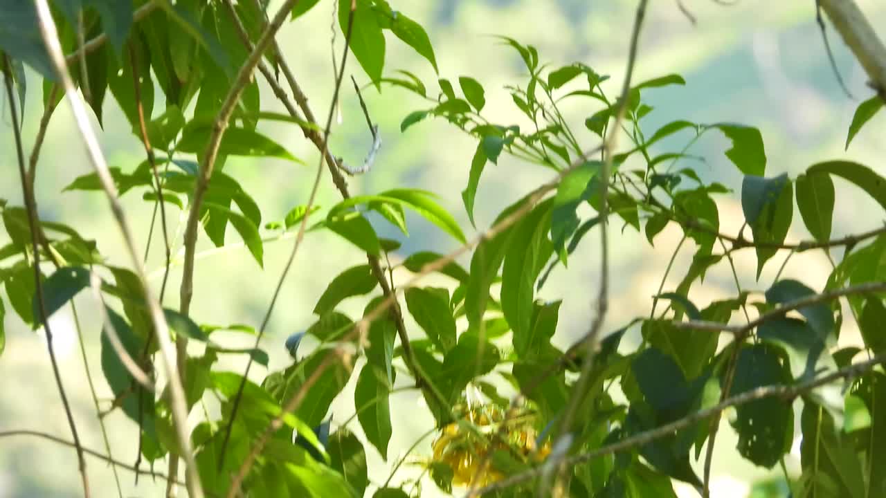 더 큰 또는 작은 kiskadee는 라 베가 콜롬비아의 잎을 따라 니다.