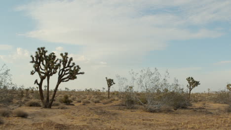 desert landscape in the daytime