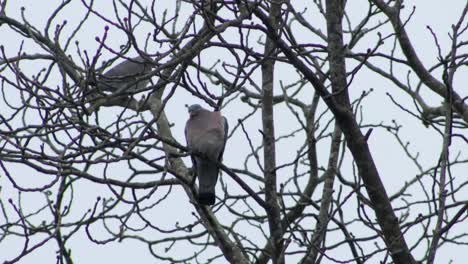 Taube-Sitzt-Auf-Ast-Mit-Viel-Wind-Und-Schnee