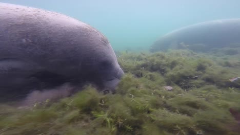el manatí de florida pastando en el lecho del río.