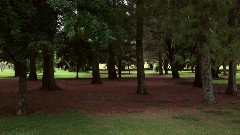 Tranquilo-Paisaje-De-Parque-Urbano-Sombras-Verdes-Algunos-árboles-En-Cornwall-Park-En-Auckland,-Tonos-Tierra-De-Nueva-Zelanda