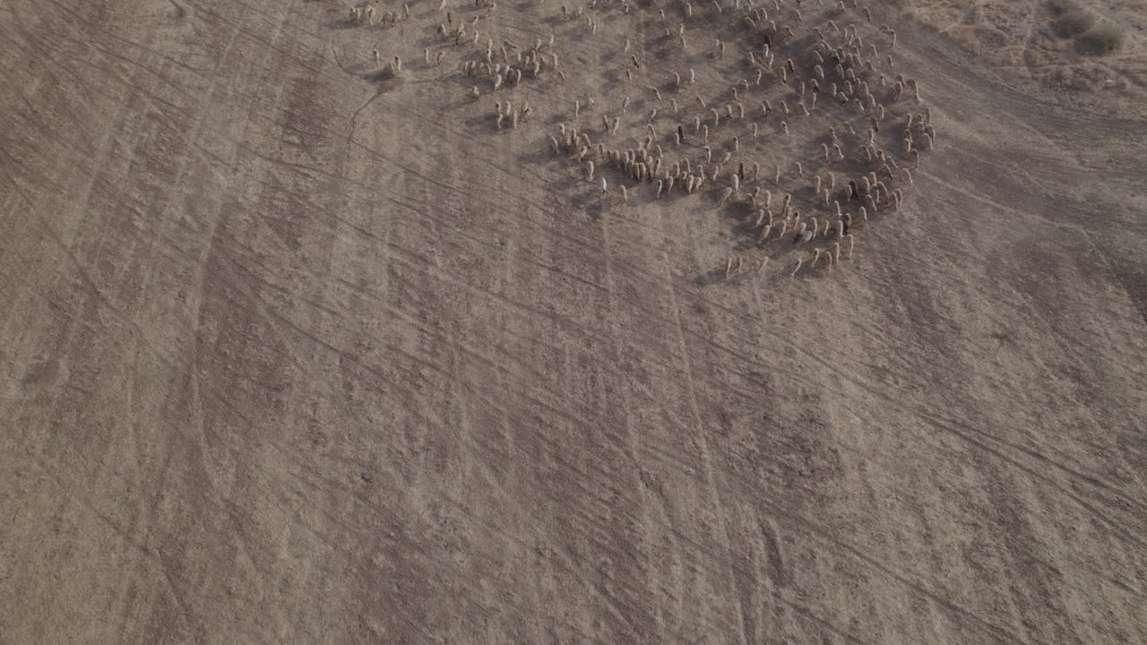 pastor en un amanecer anaranjado con sus ovejas, encontrado en un área desértica seca sin pasto