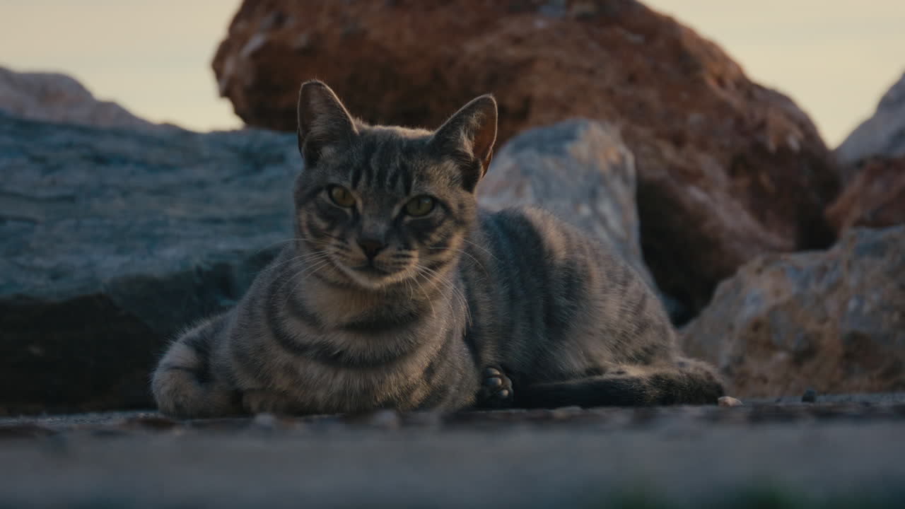 Primo piano di un gatto soriano randagio a riposo sdraiato a terra tra le rocce vicino al mare, che guarda intensamente nella fotocamera