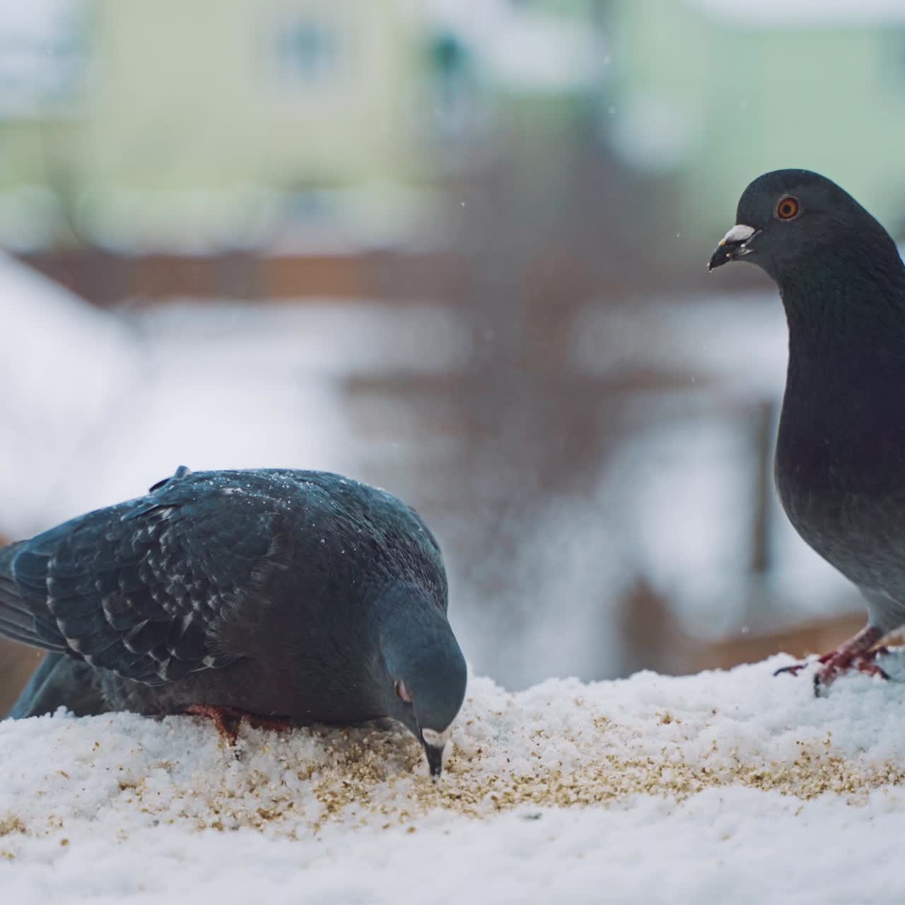 Urban pigeons at the window