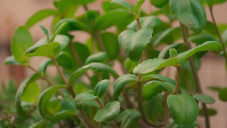 plants-for-natural-background