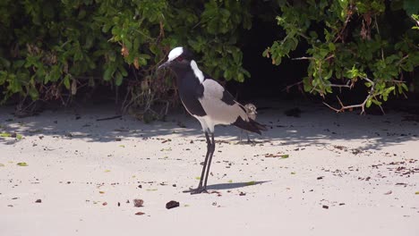un pájaro avefría herrero canta y protege a sus bebés a lo largo de una playa cerca de ciudad del cabo sudáfrica 1