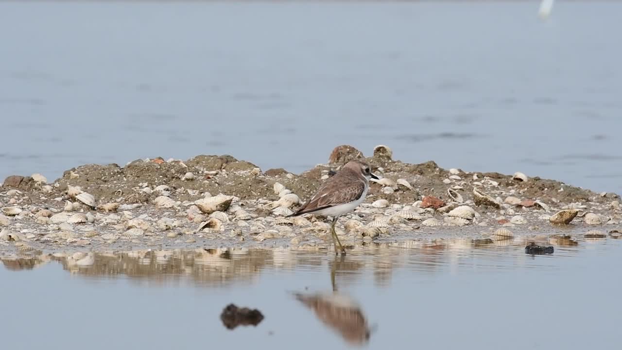 주위를 둘러 본 다음 오른쪽으로 돌아 왼쪽으로 실행