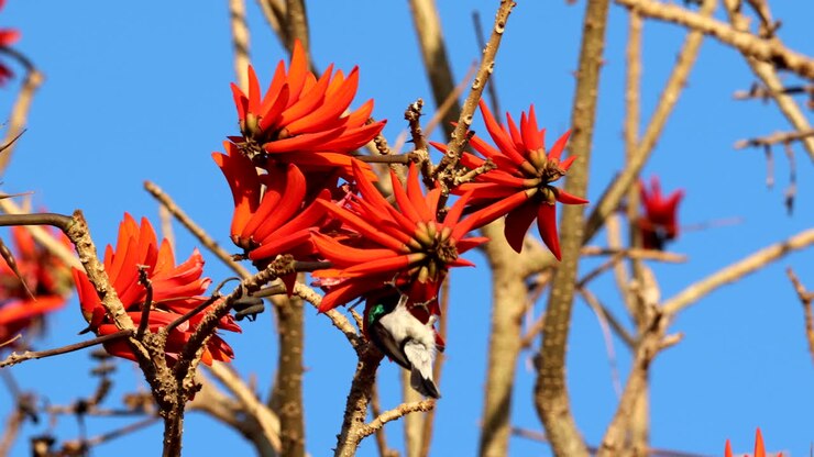 Nettarinia dal ventre bianco (Cinnyris talatala) si nutre dei fiori arancioni dell'albero del corallo