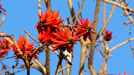 white-bellied sunbird cinnyris talatala feeds on orange flowers of coral tree