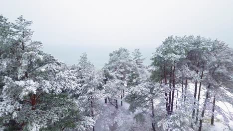 Revealing-aerial-footage-of-trees-covered-with-snow,-light-snow-falling,-Nordic-woodland-pine-tree-forest,-Baltic-sea-coast,-wide-drone-shot-moving-forward