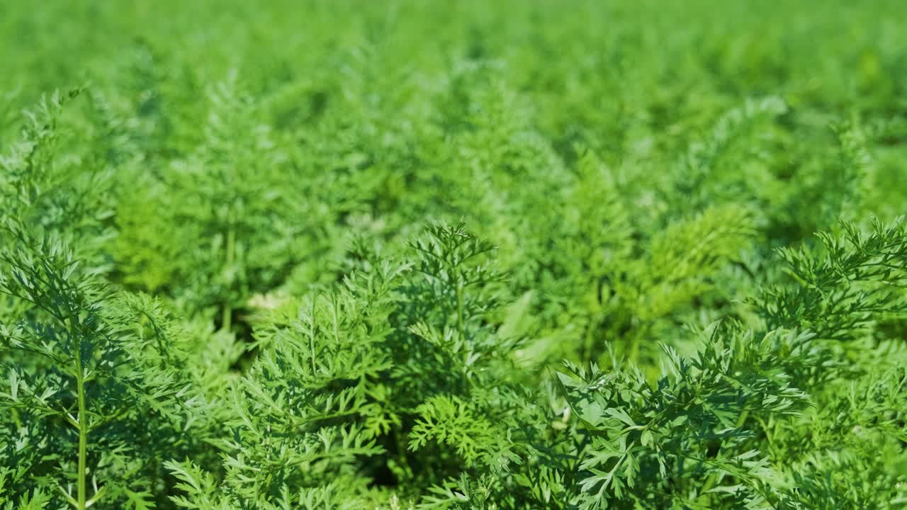 planta de zanahoria creciendo en la tierra. agricultura orgánica, filas en el campo de cerca.