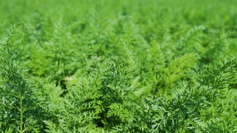 carrot plant growing in the earth. organic farming, rows in the field closeup.