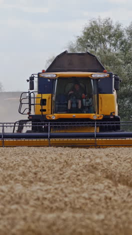 combine harvester working in field. harvesting is the process of gathering a ripe crop from the fields. vertical video