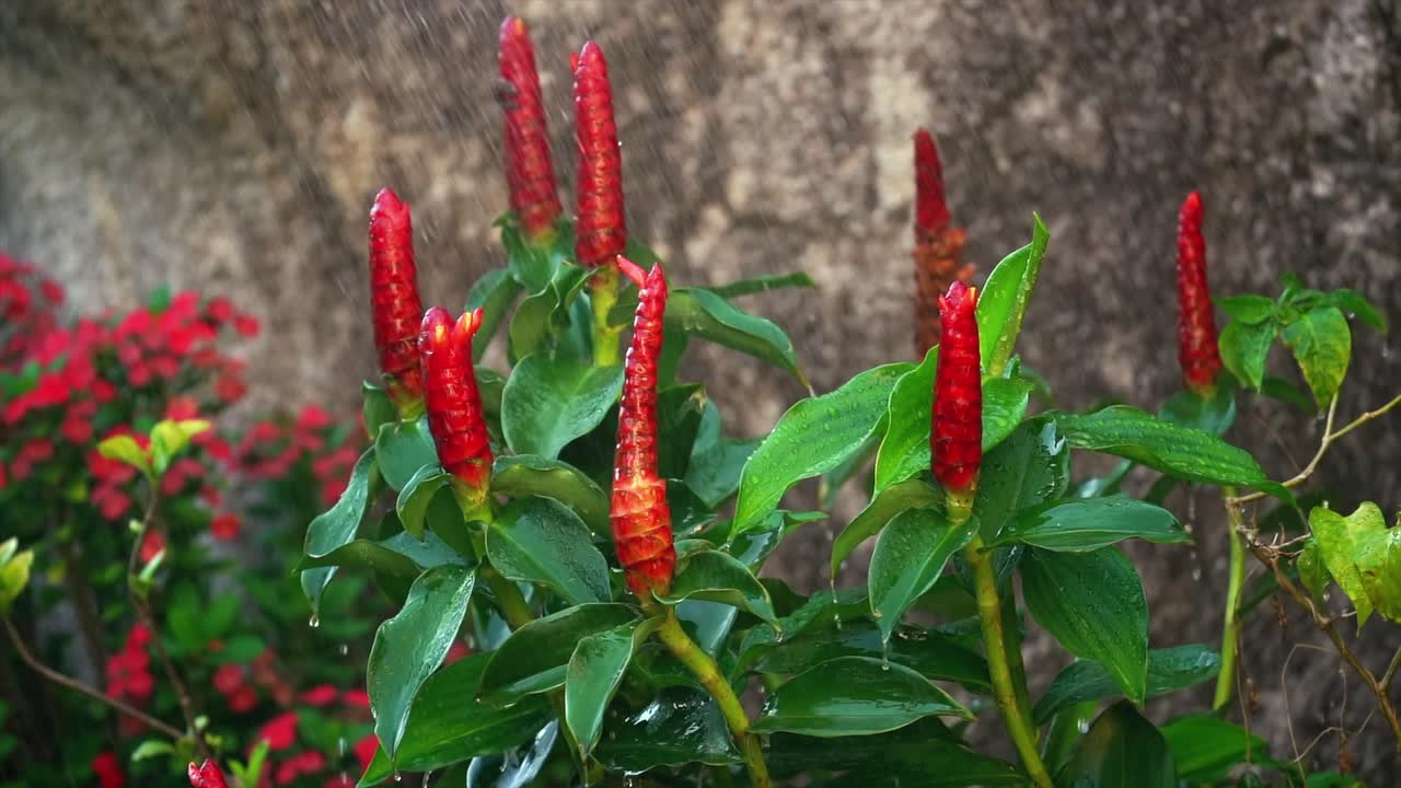 Watering insulin flower plants in home garden, Mahe Seychelles
